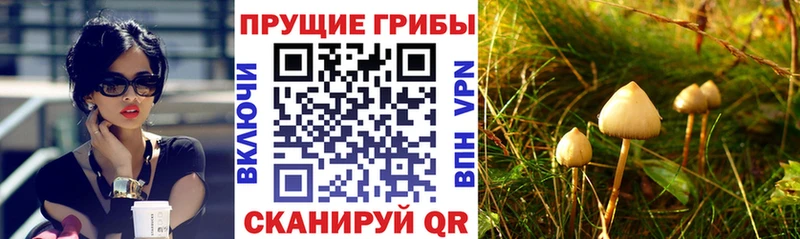 ссылка на мегу как войти  Куртамыш  Галлюциногенные грибы GOLDEN TEACHER 
